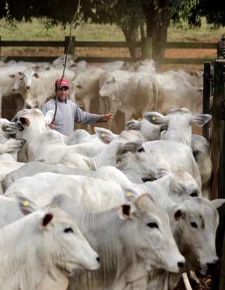 Criação de gado em Paulínia (SP) 
30/06/2017
REUTERS/Paulo Whitaker