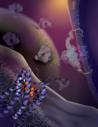 A proteína CCR5, uma das duas formas de entrada do vírus HIV nos humanos, foi  mapeado em alta resolução por cientistas