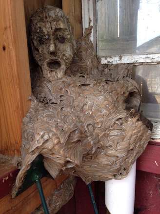 Um enorme ninho de vespas se fundiu com uma escultura em madeira de um rosto humano assustado 