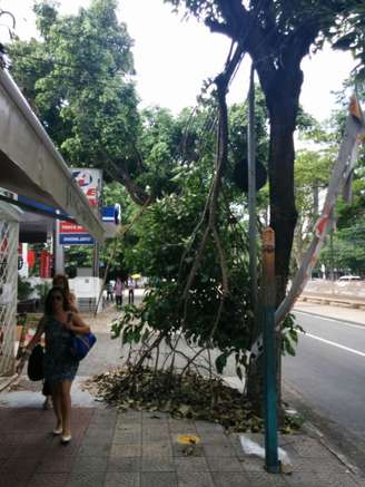 <p>Pedestre caminha sob galho pendurado na avenida</p>