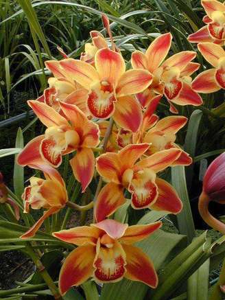 1. A cymbidium é uma espécie muito queria de orquídea. Foto: Orquídeas com Amor