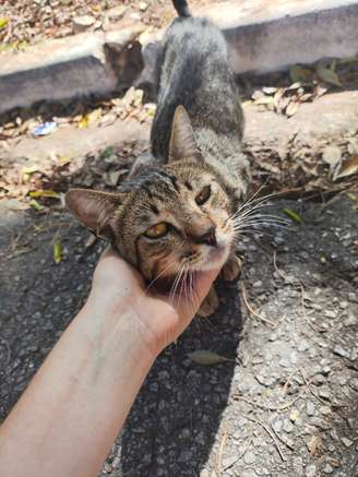 A estudante Heloísa Sola Carmona é apaixonada por animais e já fez alguns resgates, como desse gato encontrado na rua