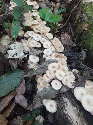 Cogumelos encontrados na expedição ao Pico da Neblina, no Amazonas