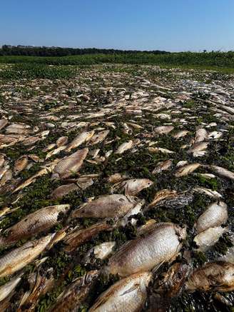 Uma força-tarefa comandada pela prefeitura de Piracicaba iniciou a retirada dos peixes mortos na região do Tanquã, no Rio Piracicaba.