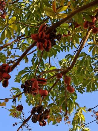 Foto de um chichá fedorento