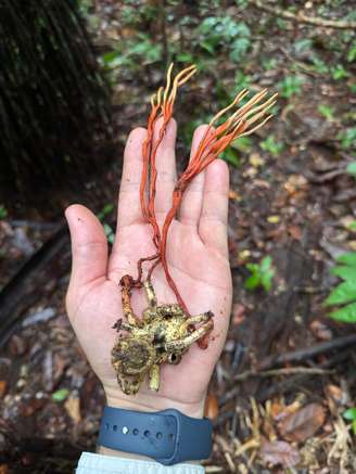 Tarântula da Amazônia mumificada por 'fungo zumbi', que produz hastes laranjas dispersoras de esporos.