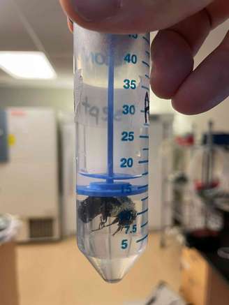 Uma abelha-rainha respirando debaixo d'água. (Charles-Antoine Darveau)