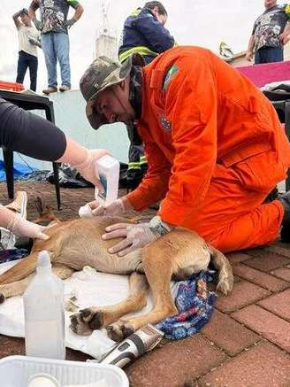 Andrei Loan atendando animais em Rio Bonito