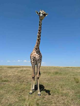 uma girafa em pé em uma área gramada
