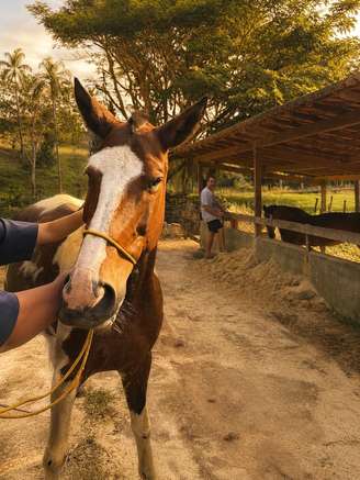 Hope ganhou um novo lar na fazenda de André Marques, no interior do Rio de Janeiro