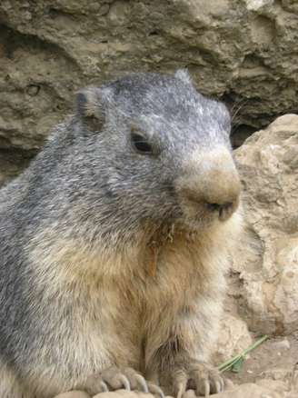 Marmota morreu após sofrer queda em fevereiro (imagem ilustrativa)