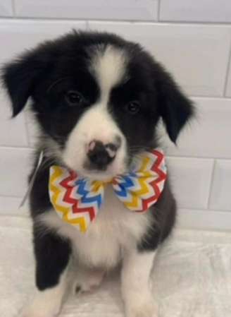 Filhote Baião de Dois foi encontrado e adotado em Campos do Jordão.