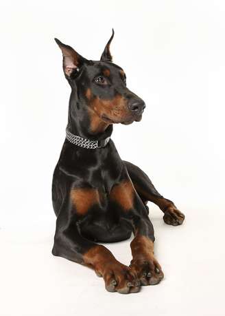<p>Doberman</p>