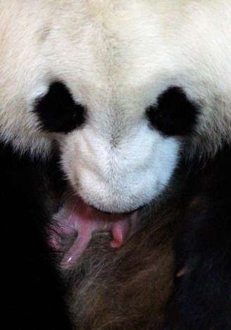 O filhote de panda nasceu nesta madrugada, após 131 dias de gestação