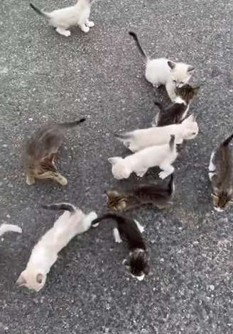 'Emboscada' de gatinhos nos EUA faz homem resgatar 13 filhotes