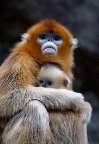 <p>Os macacos-dourados são alguns dos animais que integram a lista de espécies raras </p>