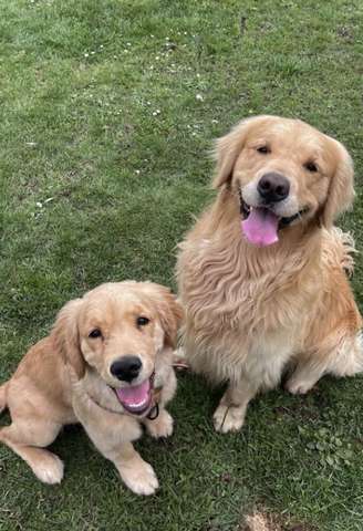 Cachorros e gatos são muito afetados pela queima de fogos no ano novo