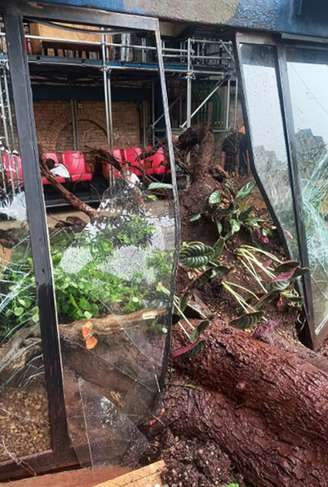 Cisalpina cujas raízes ficam dentro do prédio do teatro Oficinal caiu na madrugada desta segunda-feira.