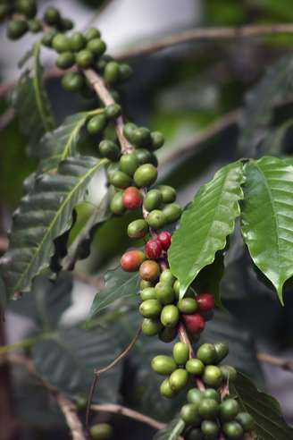 <p>Extrato de café verde deve ser evitado por pessoas sensíveis à cafeína e com hipertensão</p>