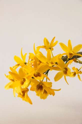 As orquídeas são encontradas em diversas cores e trazem características especiais, conforme cada espécie. (Na foto, a Dendrobium Stardust, de Sergio Oyama, de floração abundante).