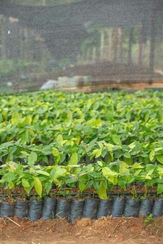 Viveiro de mudas de cacau sustentável no município de Medicilândia, no Pará, em foto de agosto de 2025.