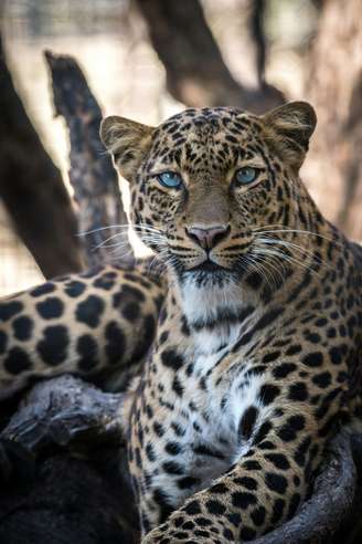 Leopardo