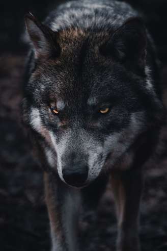 Lobo