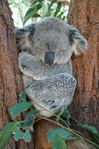 Coala