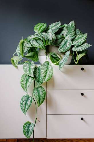 1. Planta jiboia decorando a casa – Via: Pinterest