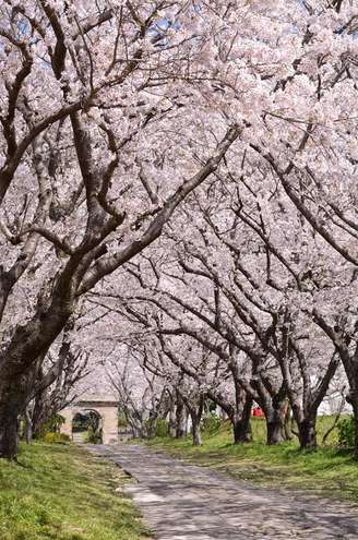 A época mais bonita para visitar o Japão é na primavera - nos meses de março a maio -, onde as famosas cerejeiras estão florescidas