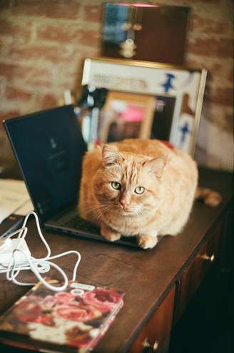 Gato no notebook