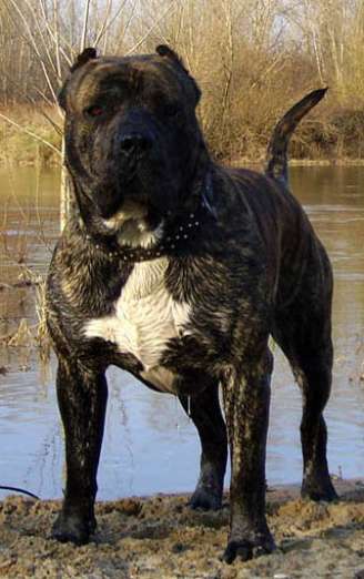 <p>Esta foto de arquivo mostra um cão da raça Presa Canário</p>