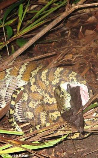 A cobra articulou suas mandíbulas e colocou a "vítima" inteira