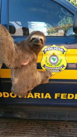 <p>Bicho-preguiça foi encontrado agarrado a um caminhão no interior do Rio Grande do Sul</p>