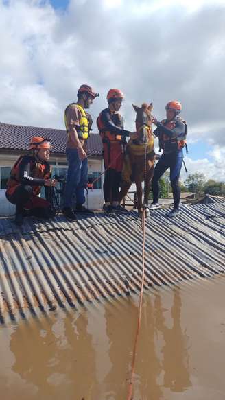 Égua Caramela foi resgatada pelo Corpo de Bombeiros 