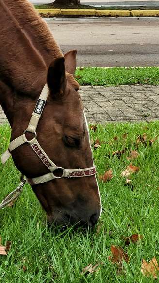 Cavalo Caramelo, um anos após ser resgatado de telhado nas enchentes do RS, vive com conforto em hospital veterinário de universidade em Canoas