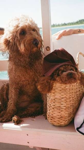 Tatuagem de Shawn Mendes fica evidente em post republicado por Marquezine —