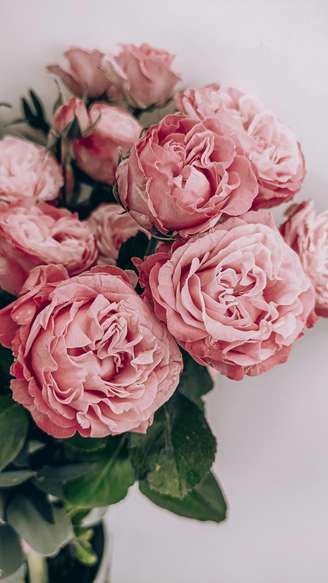 Flores, rosas