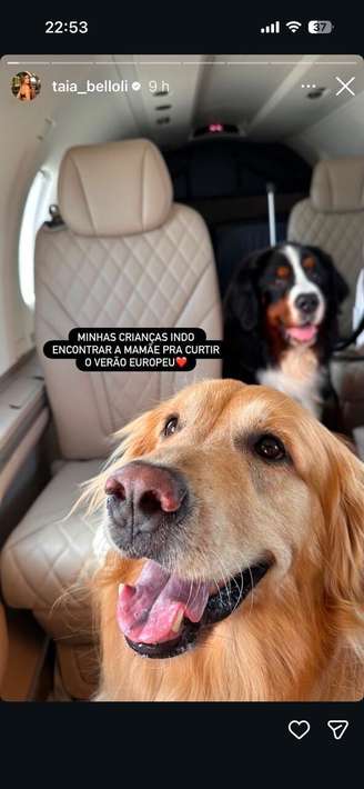 Cães da família viajaram de jato para a Europa –